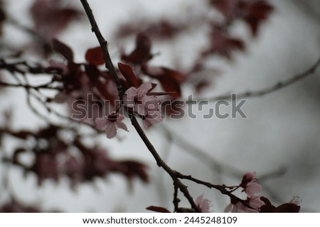 cherrytree rosa pink tree cherry flower