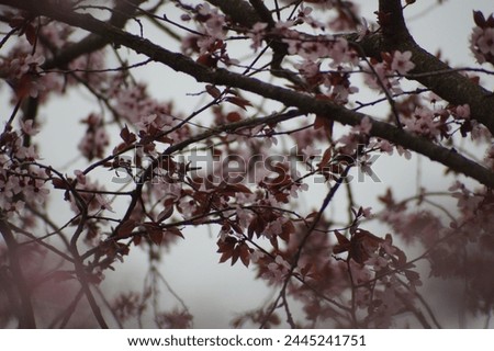 cherrytree tree cherry pink rosa flower