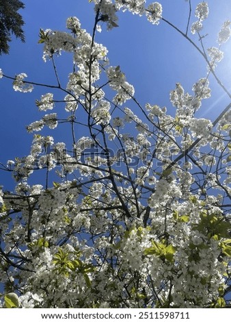 Cherrytrees blossoming in the spring!