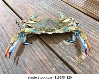 Chesapeake Bay Blue Crab