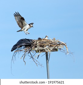 Chesapeake Bay, Maryland - Osprey Landing At A Nest.  The Birds Used A Large Garbage Bag As Part Of The Nest.