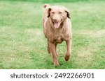 Chesapeake Bay Retriever dog walking in a field on a bright sunny day
