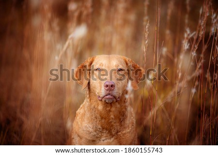 Labrador retriever Blonde