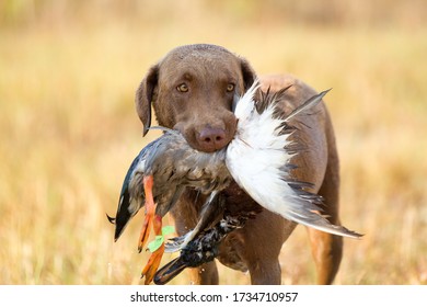 Chesapeake Bay Retriever Fetching A Bird