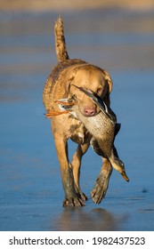 Chesapeake Bay Retriever Hunting Dog