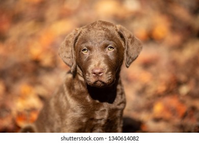 Chesapeake Bay Retriever Puppy