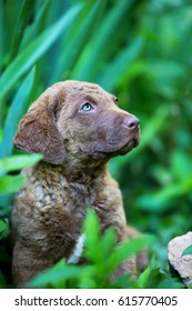 Chesapeake Bay Retriever Puppy