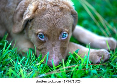 Chesapeake Bay Retriever Puppy Laying In The Grass