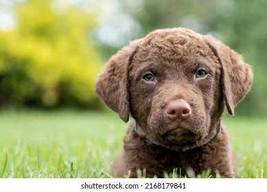 Chesapeake Bay Retriever Puppy Laying In A Field Of Grass With Shallow Depth Of Field. 