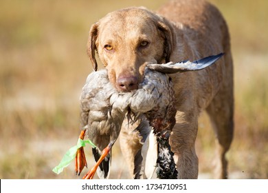 Chesapeake Bay Retriever Retrieving A Bird