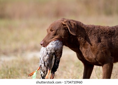 Chesapeake Bay Retriever Retrieving A Bird