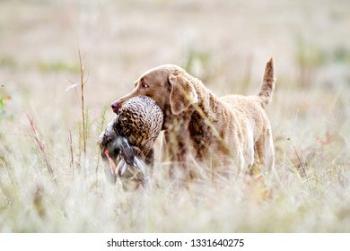 Chesapeake Bay Retriever Retrieving A Duck 