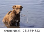 chesapeake bay retriever in the water	