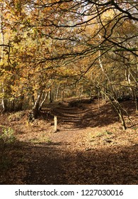 Cheshire Autumn Tints