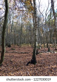 Cheshire Autumn Tints