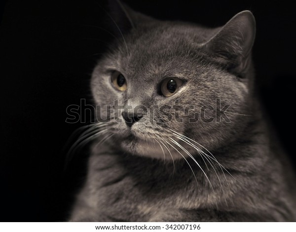 Cheshire Cat Portrait Cat British Shorthair Stock Photo Edit Now 342007196