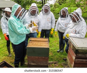 Cheshire,UK - May 20th, 2015:Beekepers Looking At A Frame Of Bees Removed From A Hive During An Introduction To Beekeeping Course In The UK