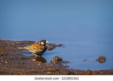 Chesnut backed sparrow-lark in Kruger National park, South Africa ; Specie Eremopterix leucotis family of Alaudidae