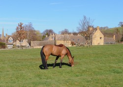 Chesnut Brown Horse (Ferus Equus Caballus) Grazing In A Field At The Cotswold Village Of Stanton, Gloucestershire, England, UK