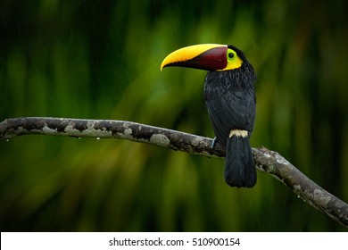 Chesnut-mandibled Toucan sitting on the branch in tropical rain with green jungle in background. Wildlife scene from nature with beautiful bird with big bill.
