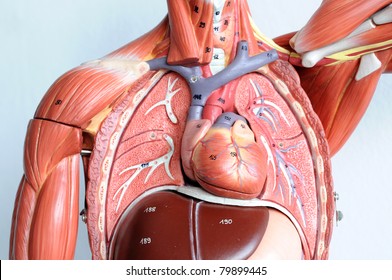 chest human anatomy