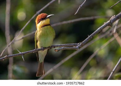 Chest Nut Headed Bee Eater 