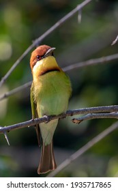 Chest Nut Headed Bee Eater 