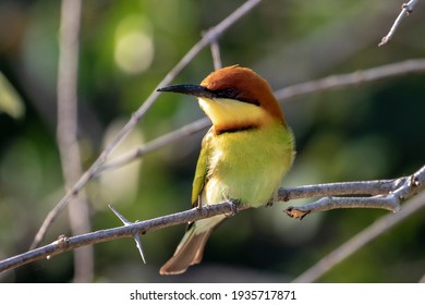 Chest Nut Headed Bee Eater 