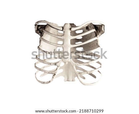 Chest ribs isolated on white background. Skeletal system anatomy, body structure, medical education. High quality photo