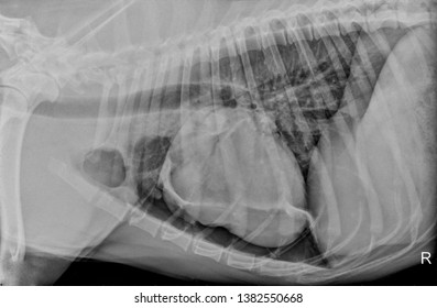 Chest Thoracic Xray Radiograph Dog Pneumothorax Stock fotografie ...