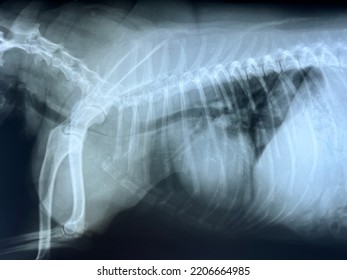 Chest X Ray Film In A Dog.