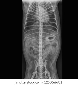 Chest X-ray Film Shows Heart Lung Abdomen In Dog . Front View 