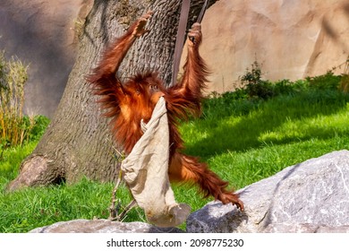 CHESTER, CHESHIRE, UK - APRIL 30, 2018: A young male Orangutan (Pongo abelii or pygmaeus), a great ape native to the rainforests of Indonesia and Malaysia, plays on a swing at Chester Zoo.  