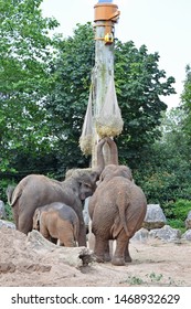 Chester Cheshire UK August 2 2019 Elephants At Chester Zoo Working To Eat, Feeding From Bags Suspended Above Trunk Height By Keepers Mimicking Collecting Food In The Natural Environment 