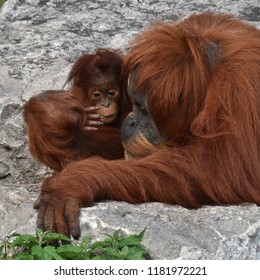 Chester England Uk 2018 09 16 infant Orangutan 'Kesuma' in the protective arms of her mother Emma. Kesuma was born Dec18th 2017 she is the fifth of Emma's (30) offspring, Puluh (30) usher father