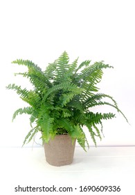 Chester Fern On A White Backdrop Hybrid Of Boston Fern Live Indoor Houseplant