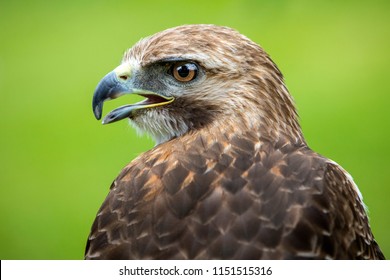 Falconry Images Stock Photos Vectors Shutterstock