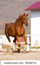 Chestnut Arabian Horse Images Stock Photos Vectors Shutterstock