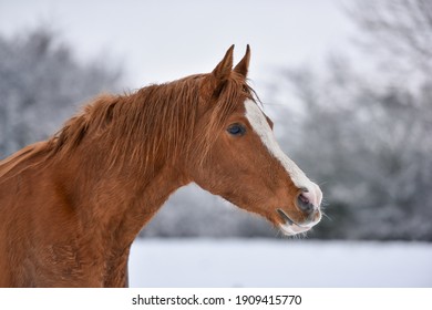 Chestnut Arabian Horse In The Snow 