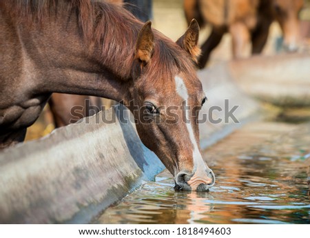 Chestnut baby horse close up drinking water outdoors. Portrait of Arabian foal at a watering hole in summer in the paddock.