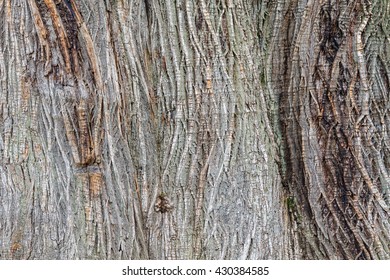 Chestnut Bark. Castanea Sativa.