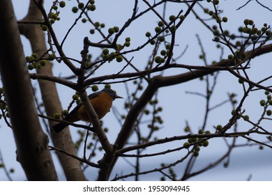 Chestnut Bellied Rock Thrush - A Species Of Bird In The Family Muscicapidae