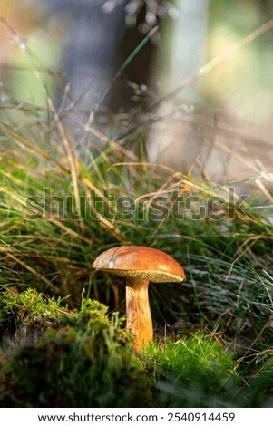 Tannenzäpfle Mushroom