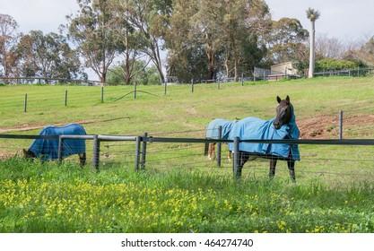 Chestnut brown and black horses in peaceful farmland pasture in Western Australia/Horses in Winter Blankets/Swan Valley, Western Australia