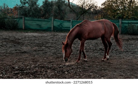 chestnut brown red horse free in manege on horse farm