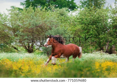 chestnut Clydesdale horse runs gallop in summer in yellow flowers