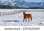 Chestnut colored horse standing in a snow-covered Bozeman, Montana field.