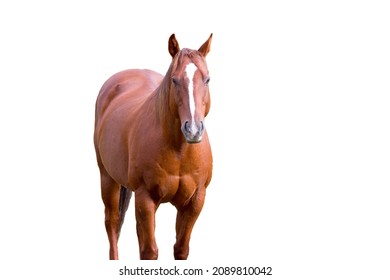 A Chestnut Colored Quarter Horse Isolated Against A White Background