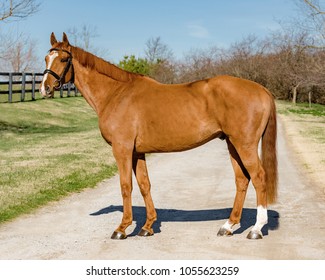 Chestnut Dutch Warmblood Gelding