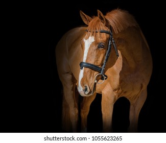 Chestnut Dutch Warmblood Gelding